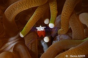 Heliofungia actiniformis Cuapetes kororensis-Tomia Hondue Beach-25m-20180525-Denis-ADER-DSC_0309_tn
